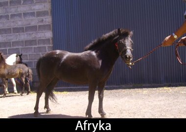Afryka