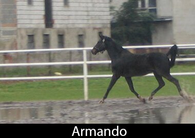 Armando