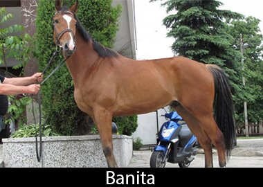 Banita