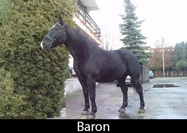 Baron