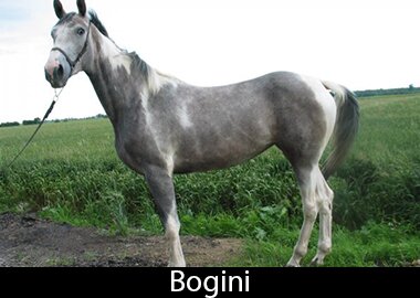 Bogini