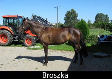 Broszka