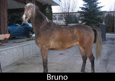 Bruno