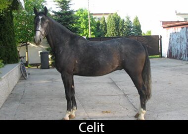 Celit