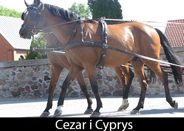Cezar i Cyprys