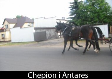 Chepion i Antares