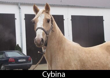 Cybina