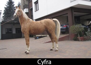 Cyfra
