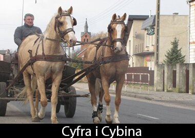 Cyfra i Cybina