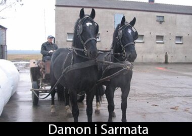 Damon i Sarmata