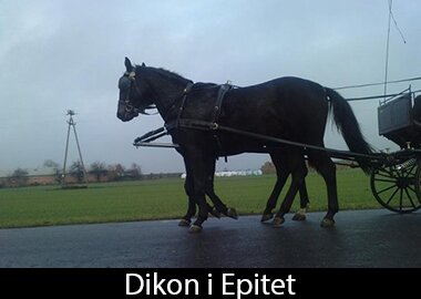 Dikon i Epitet