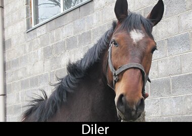 Diler