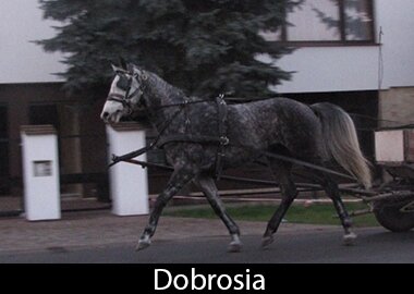 Dobrosia