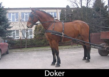Doker