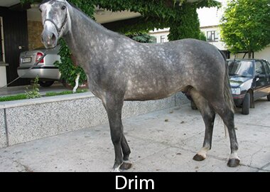 Drim