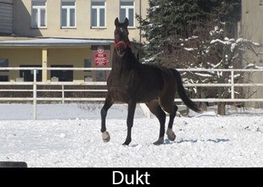 Dukt
