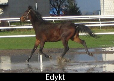Edykt