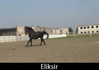 Eliksir