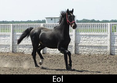 Eol