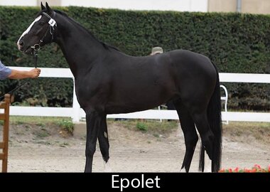 Epolet