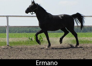 Ermano