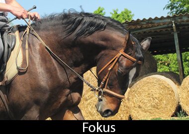 Fokus