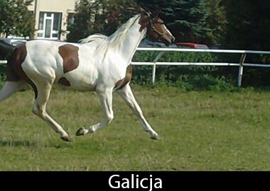 Galicja