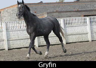 Gryfin