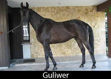 Guliwer