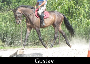 Gustav