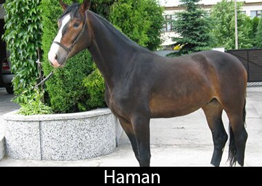 Haman