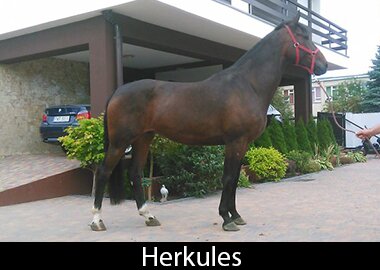 Herkules