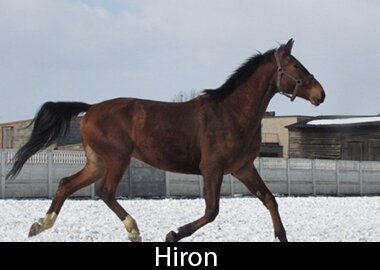 Hiron