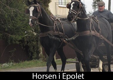 Horsen i Epolet