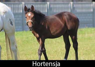 Hortensja