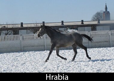 Hrabia