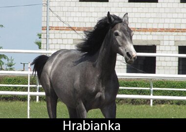 Hrabianka