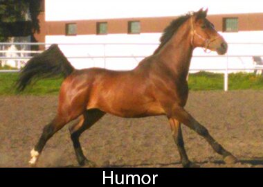 Humor