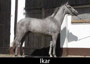 Ikar