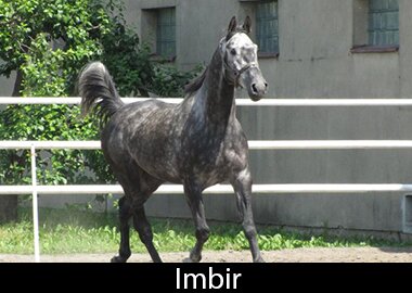Imbir