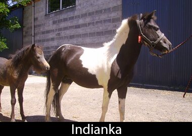 Indianka