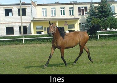 Ines