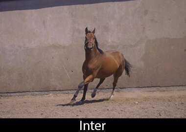 Inter