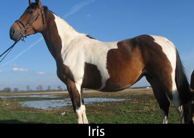 Iris