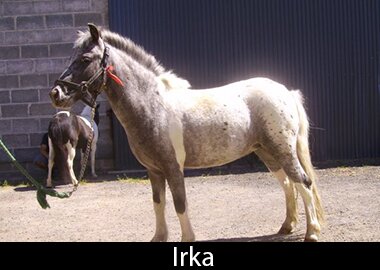 Irka