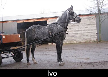 Ivo