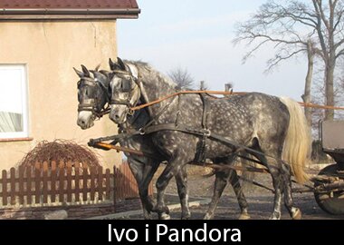 Ivo i Pandora