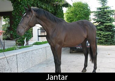Jantar