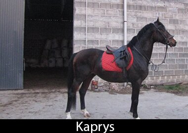 Kaprys