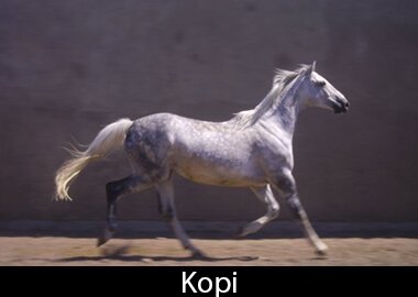 Kopi